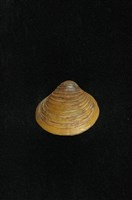 藏品(臺灣蜆)的圖片